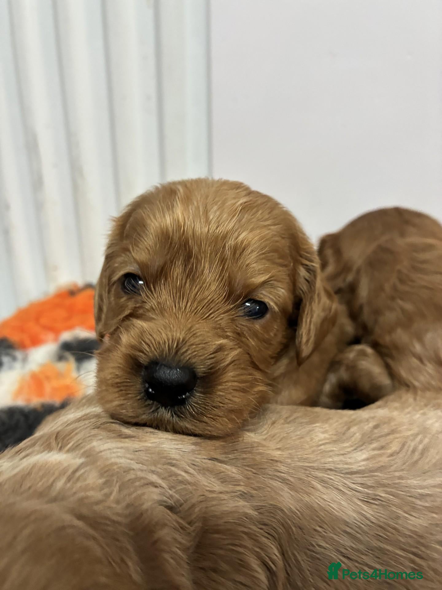 Cavapoo dogs 🌟 Beautiful Cavapoo puppies 🌟 - Advert 2
