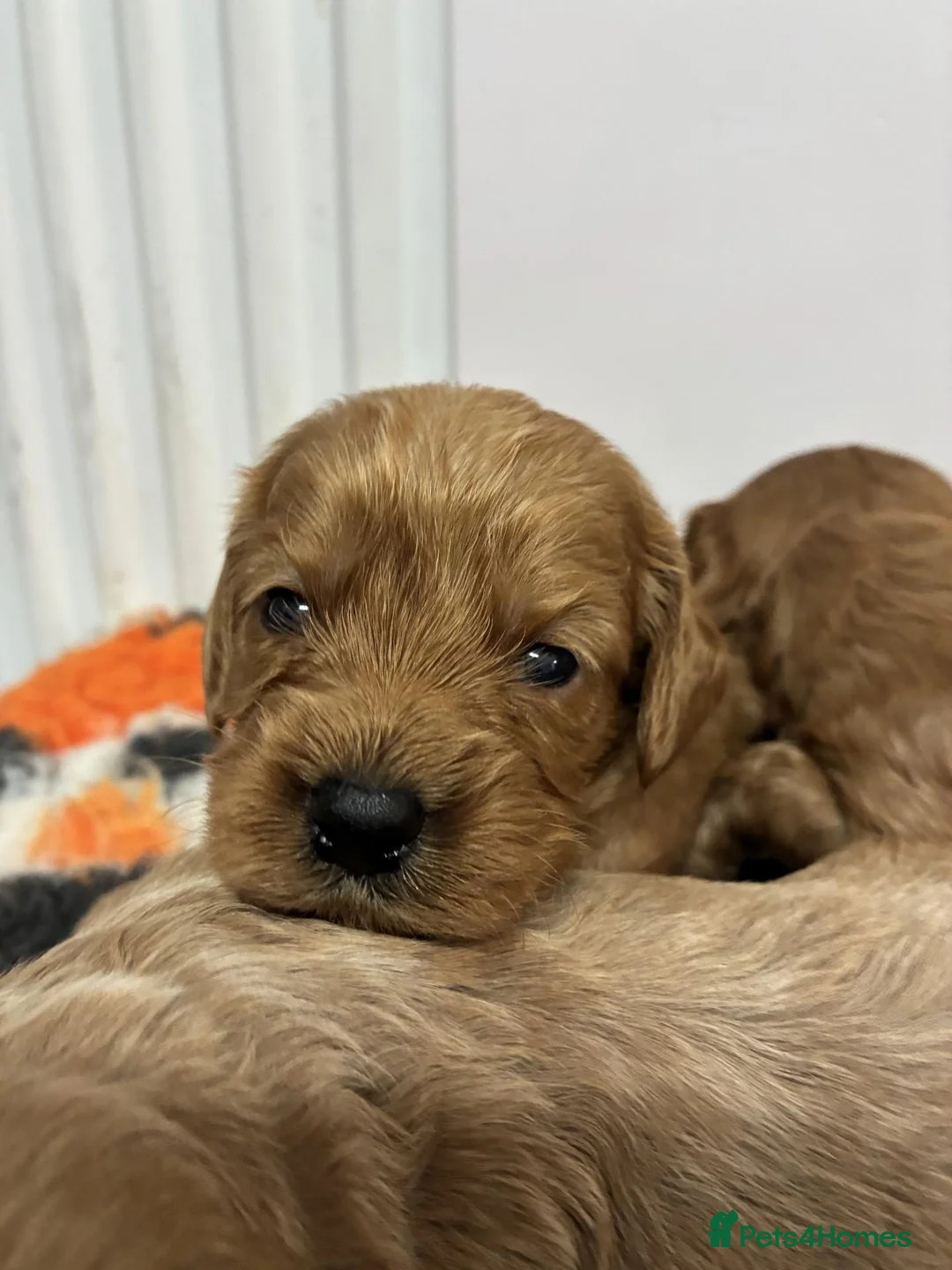Cavapoo dogs for sale: 🌟 Beautiful Cavapoo puppies 🌟 - Advert 2