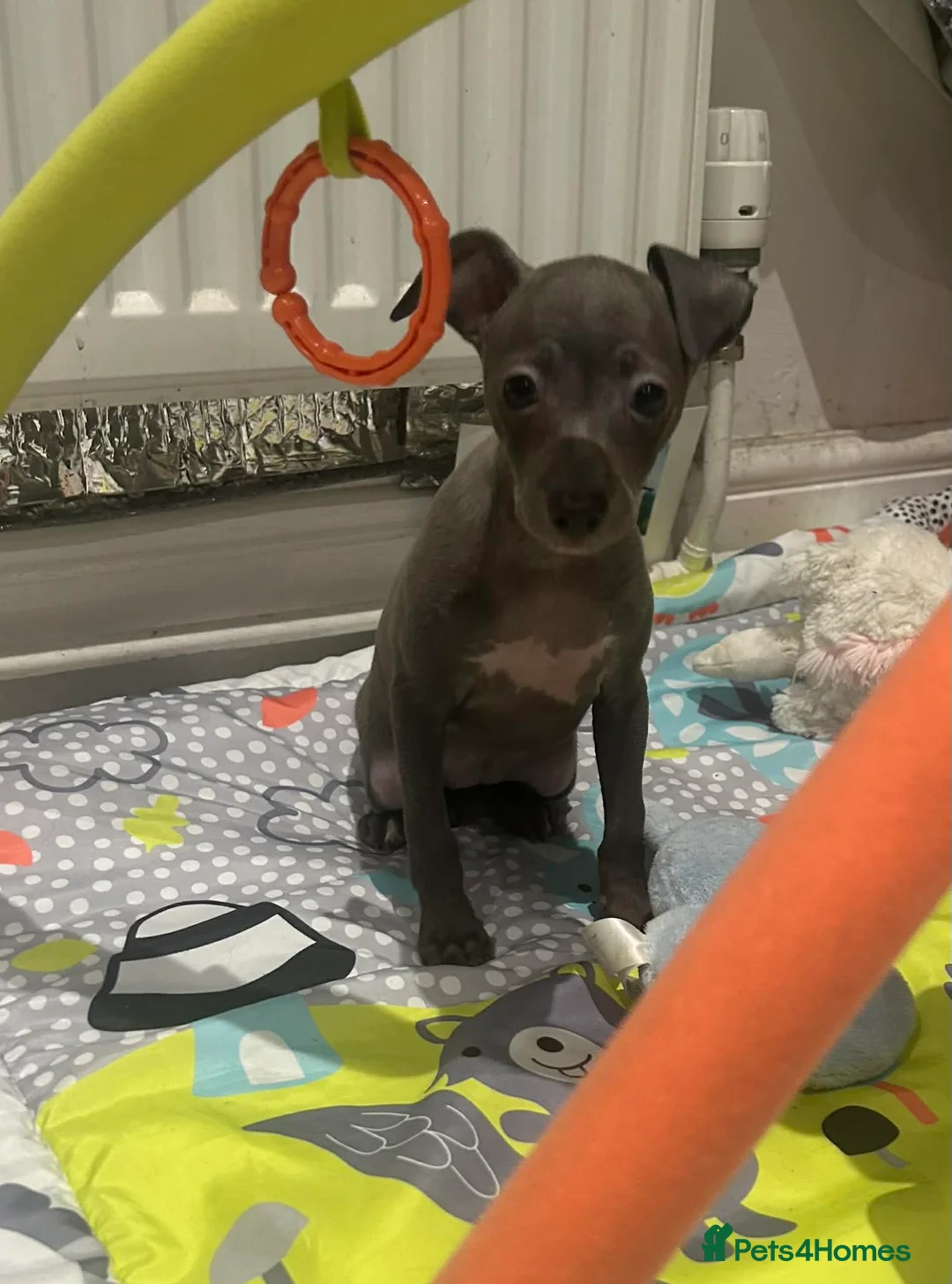Italian Greyhound dogs for sale: 20 th feb KC reg quality  Just 1 blue boy & girl - Advert 23