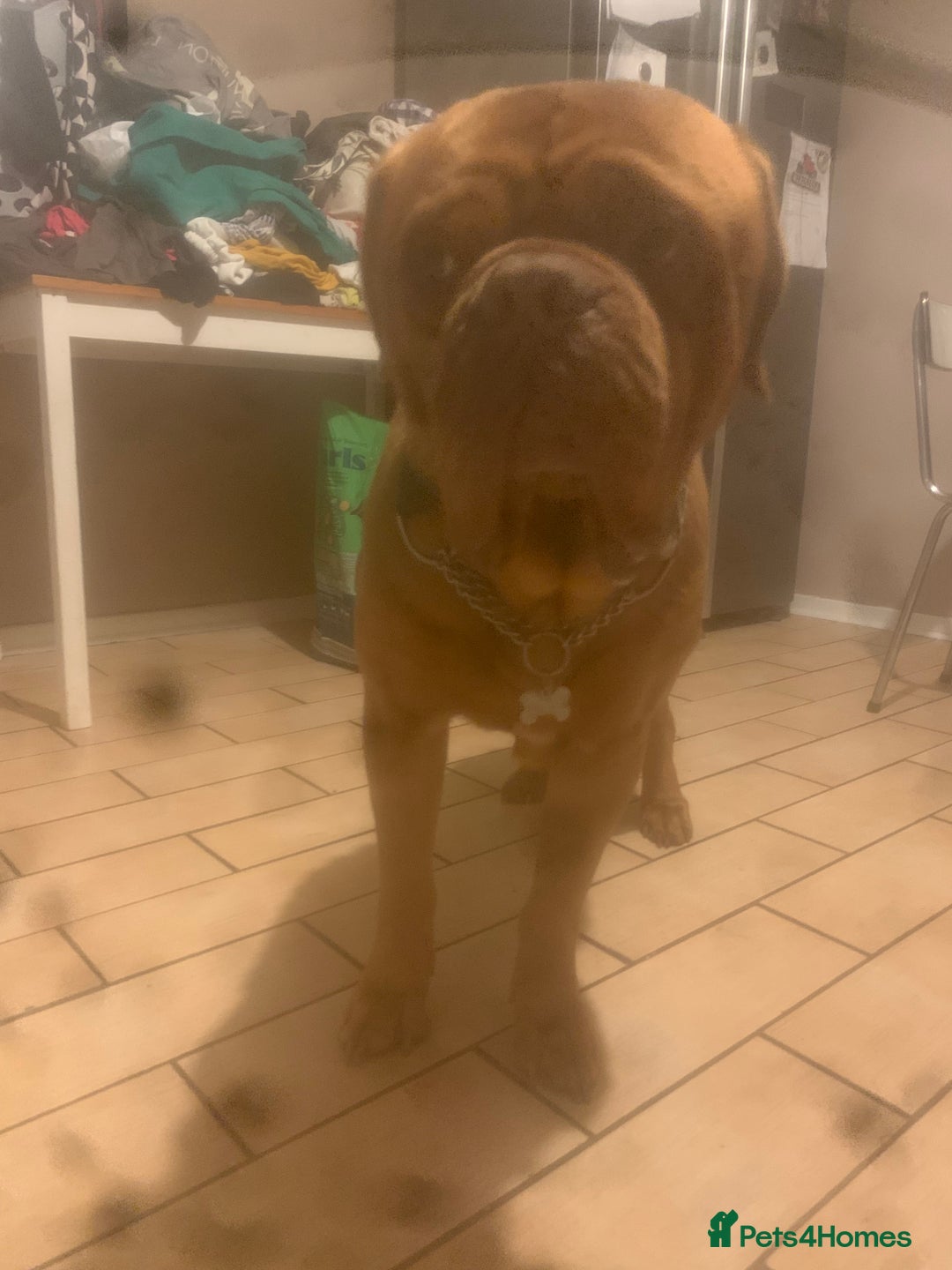 Dogue De Bordeaux dogs for sale: Beautiful dog de Bordeaux puppies full breads  - Image 8