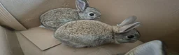 Netherland Dwarf rabbits for sale: Netherland Dwarf Rabbits  in Aldershot - Advert 4
