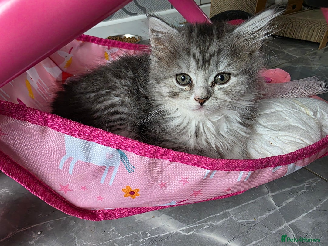 British Shorthair cats for sale: Norwegian forest cat x - Image 2