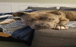Staffordshire Bull Terrier dogs for sale: 4yr old female staffy - Image 9
