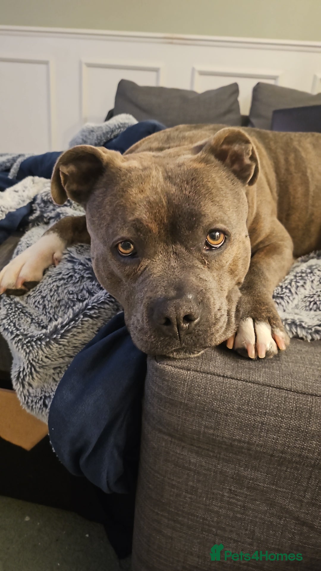Staffordshire Bull Terrier dogs for sale: 4yr old female staffy - Image 9