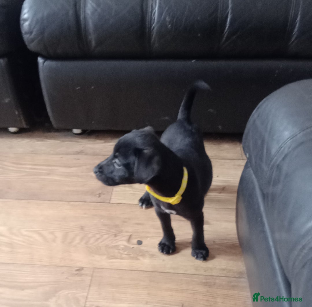 Patterdale Terrier dogs for sale:  READY NOW Patterdale pup for sale - Image 40