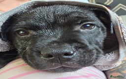 Staffordshire Bull Terrier dogs for sale: Stunning black girl - Image 10