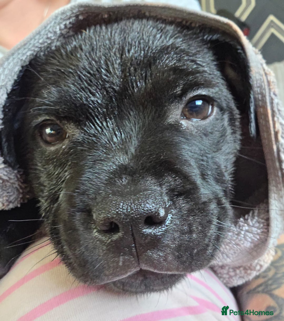 Staffordshire Bull Terrier dogs for sale: Stunning black girl - Image 10