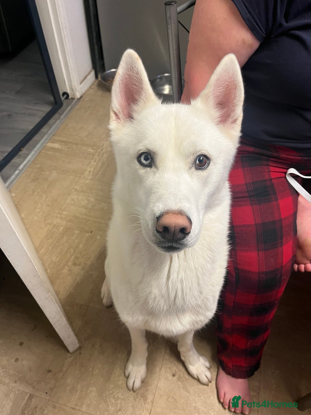Siberian Husky dogs for stud: Siberian husky - Image 3