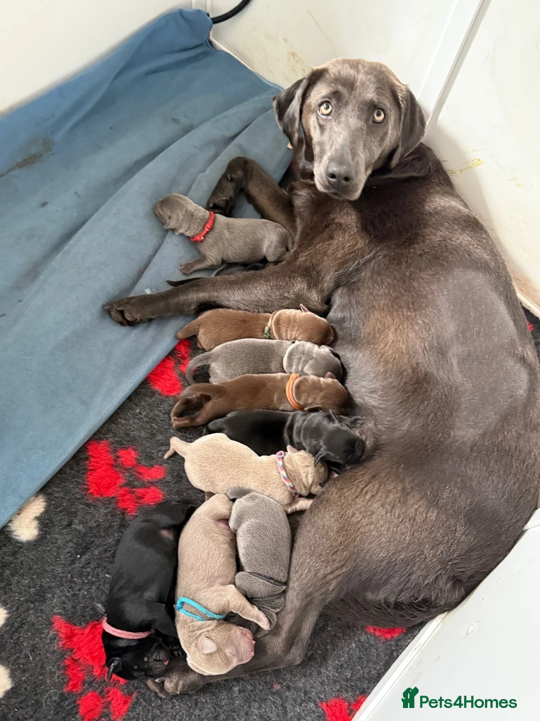 Labrador Retriever dogs for sale: 🐶 KC LABRADOR PUPPIES DUE SOON 🐶 - Advert 9