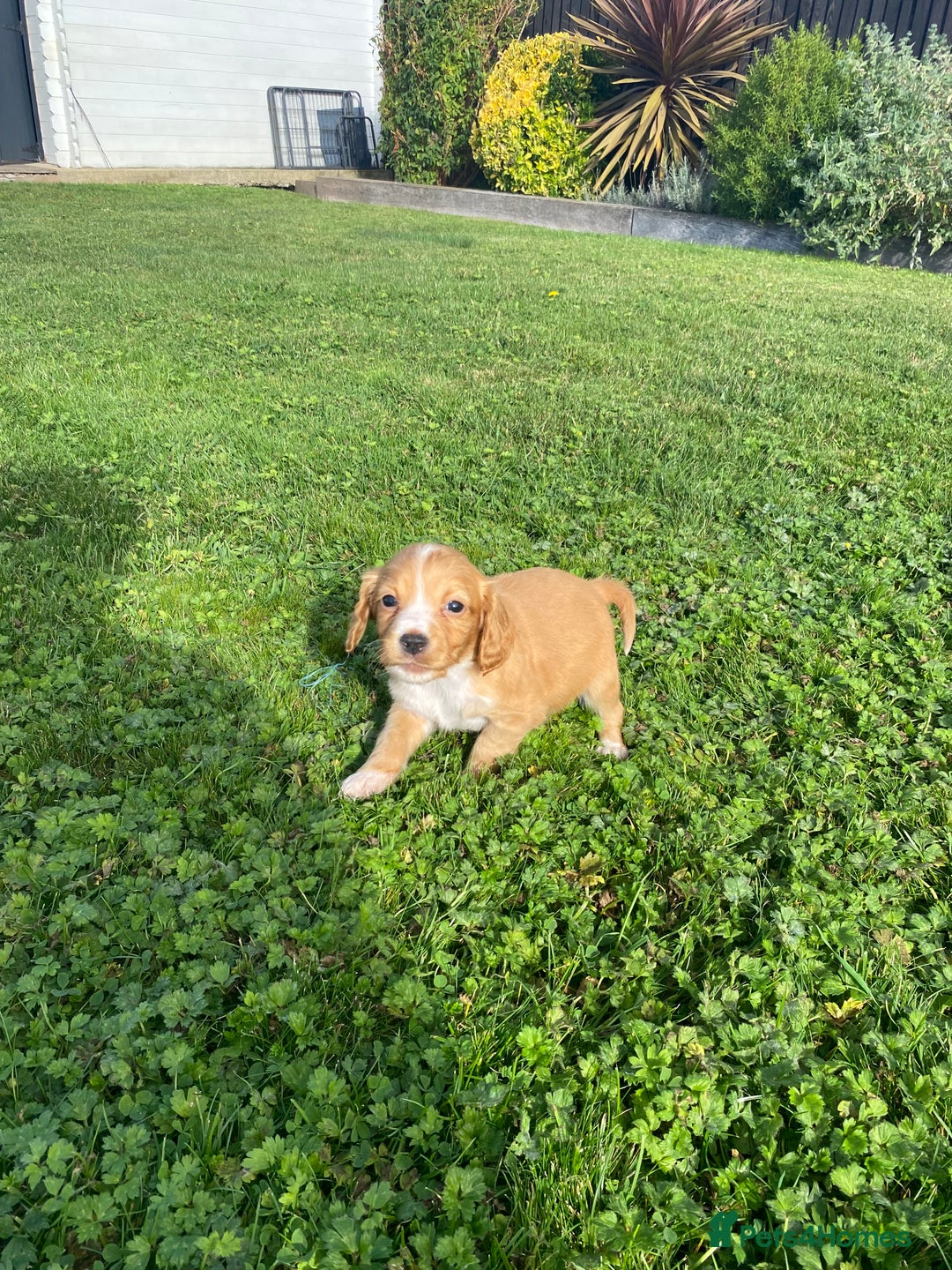 Cocker Spaniel dogs for sale: Cocker spaniel - Image 15