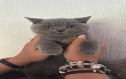 British Shorthair cats for sale: British Shorthair kitten(girl)  - Image 2