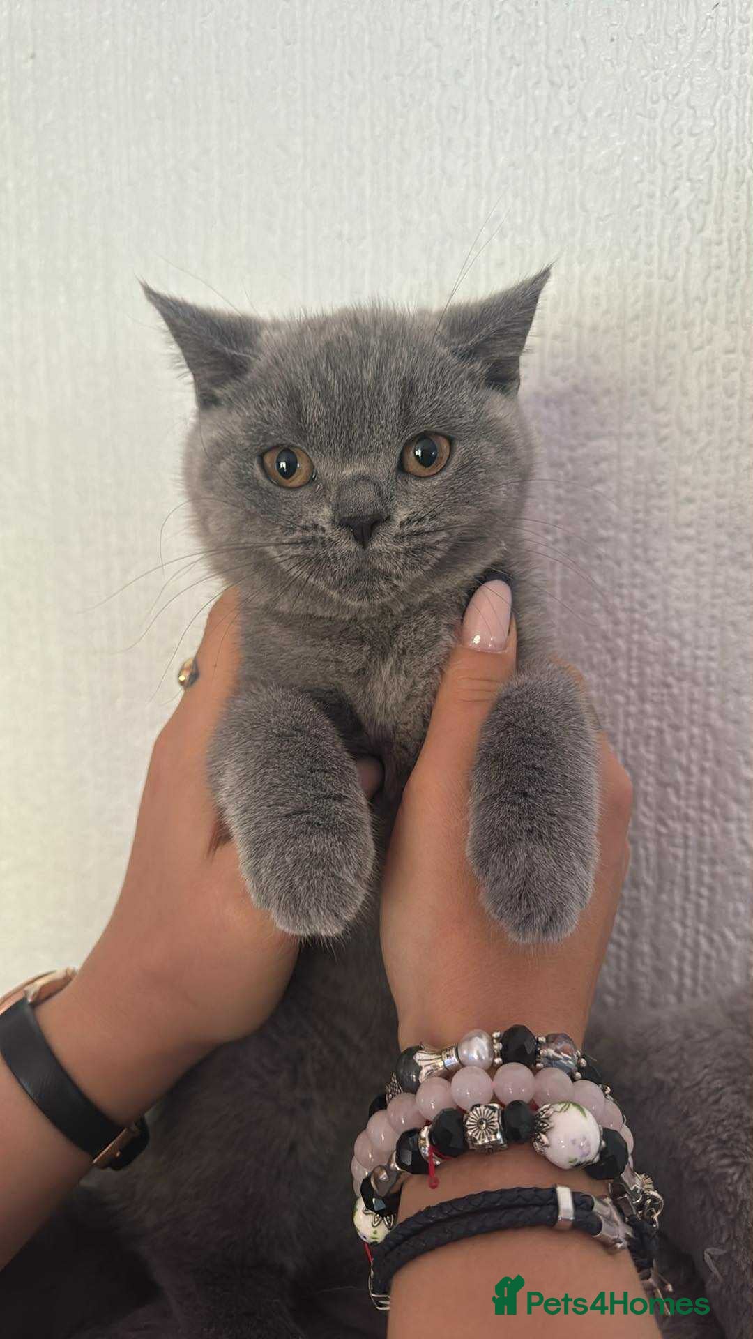 British Shorthair cats for sale: British Shorthair kitten(girl)  - Image 2