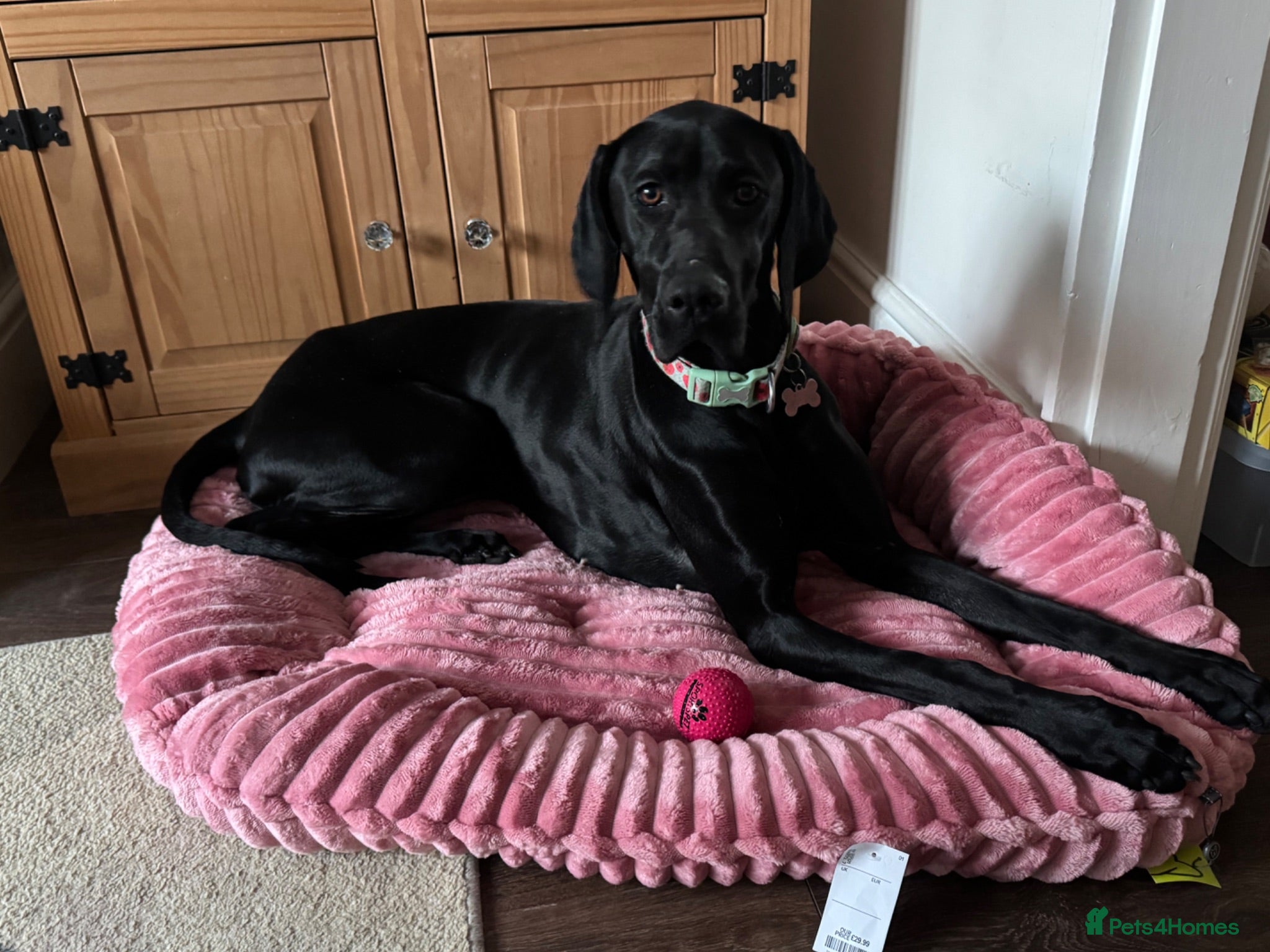 Mixed Breed dogs Female dog looking for forever home. - Advert 3