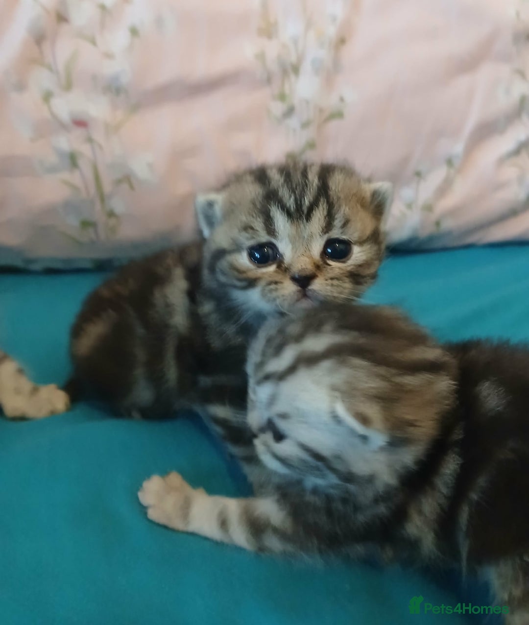 British Shorthair cats for sale: Bsh. Silver Tabby Classic .GCCF . - Advert 24