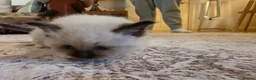 Ragdoll cats for sale: Seal mitted ragdoll kittens ready 26/9 - Advert 15