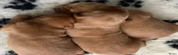 Golden Retriever dogs for sale: Gorgeous red golden retriever puppies  - Advert 12