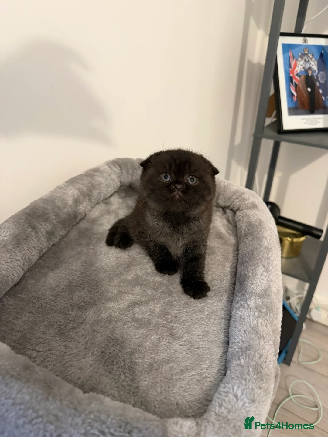 Scottish Fold cats for sale: Scottish fold female kitten pure breed in London - Advert 10