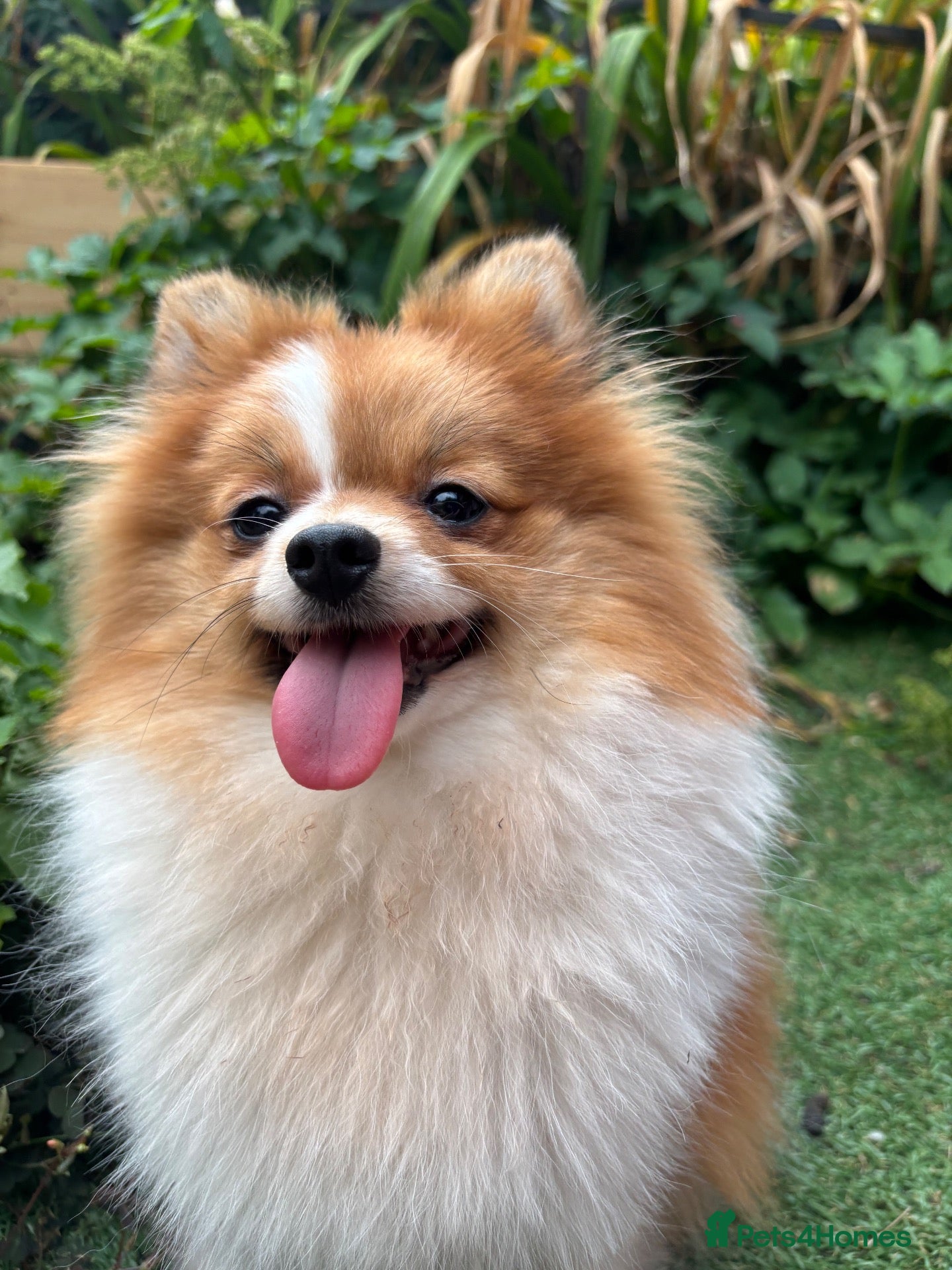 Pomeranian dogs Beautiful Pom Female - Advert 8