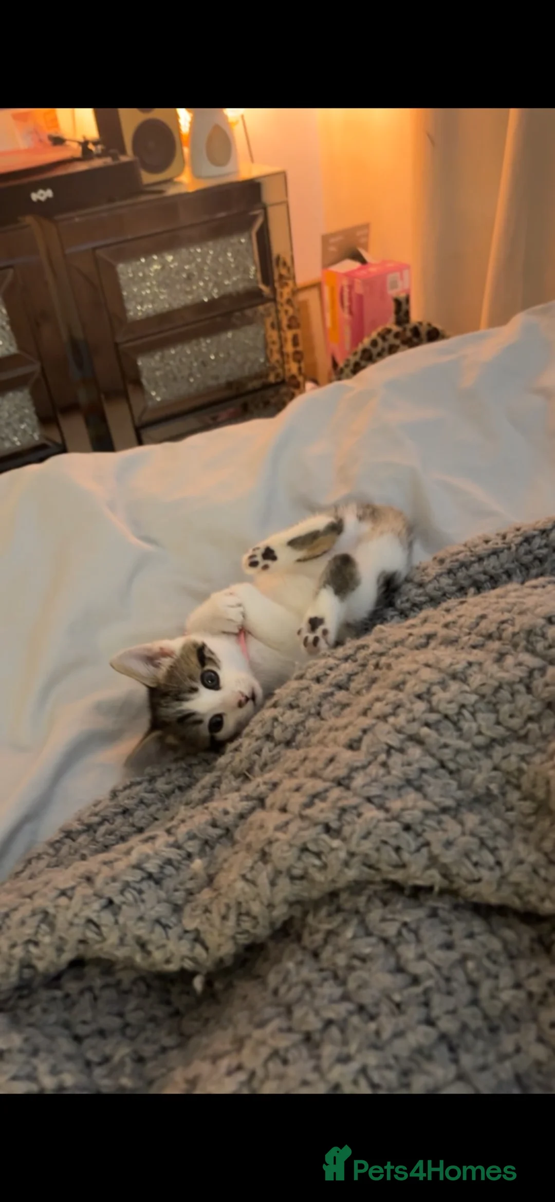 Mixed Breed cats for sale: Beautiful kitten - Advert 2