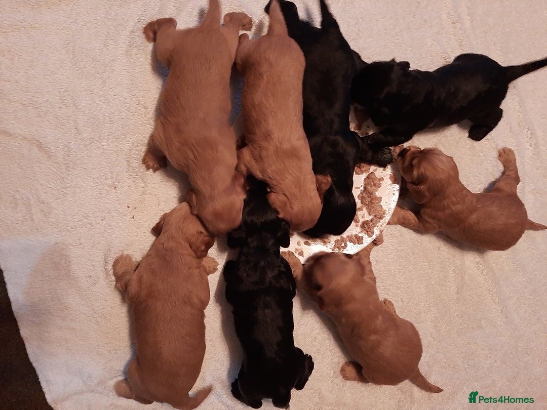 Cockapoo dogs for sale: Stunning litter of cockapoos  - Advert 38
