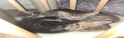 Bengal cats for sale: Bengal kittens ready for their forever homes  - Advert 5