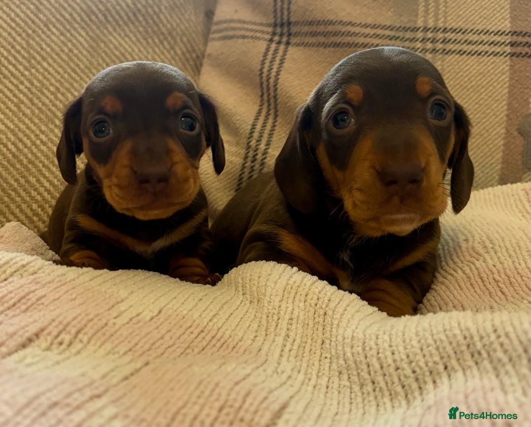 Miniature Dachshund dogs for sale: BEAUTIFUL PRA CLEAR & KC REG MINIS - Advert 6