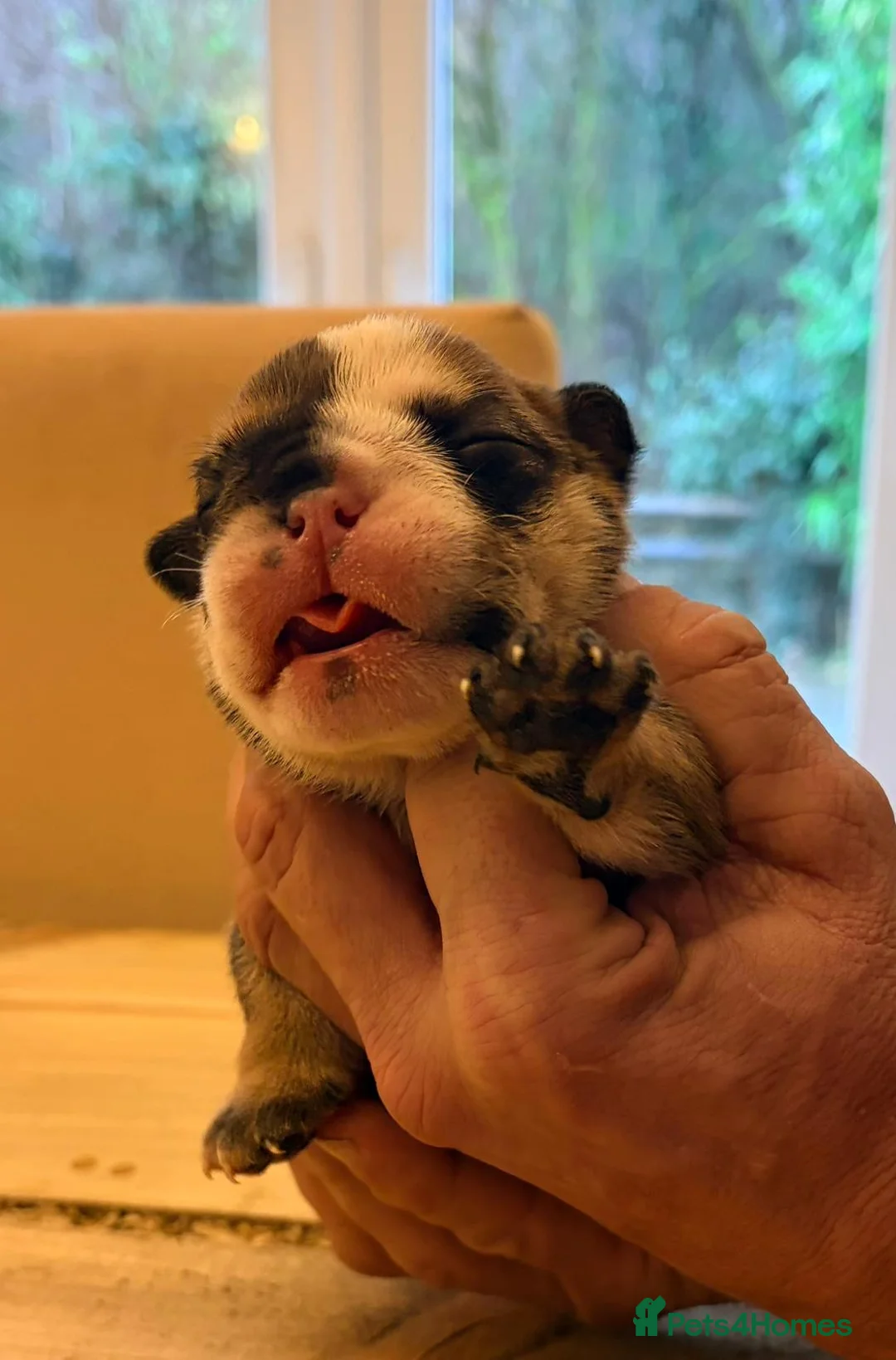 English Bulldog dogs for sale: Bulldog puppies  - Advert 18