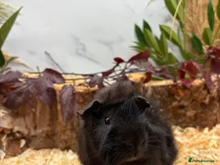 Guinea Pig rodents LOTS OF BABY GUINEA PIGS FOR SALE 🐹 - Advert 13