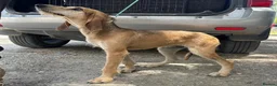 Segugio Italiano dogs for adoption: Loumi (wire-haired Segugio Italiano) in Edinburgh - Advert 8