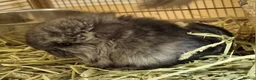 Chinchilla rodents for sale: Ebony angora male chinchillas - Advert 1