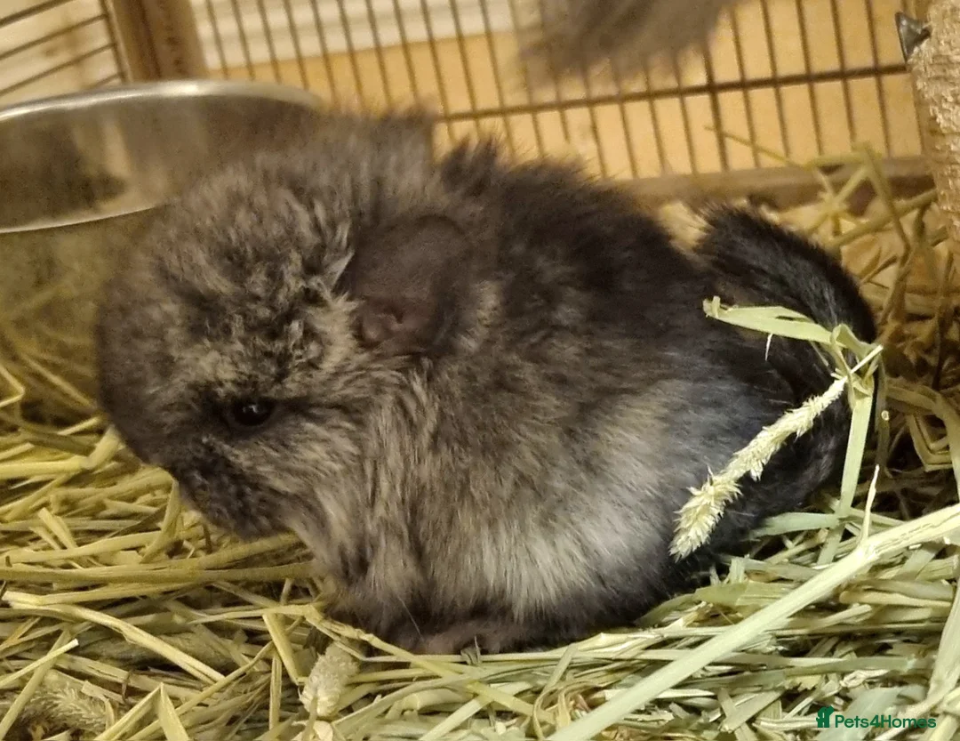 Chinchilla rodents for sale: Ebony angora male chinchillas - Advert 1