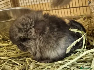 Chinchilla rodents Ebony angora male chinchillas - Advert 8