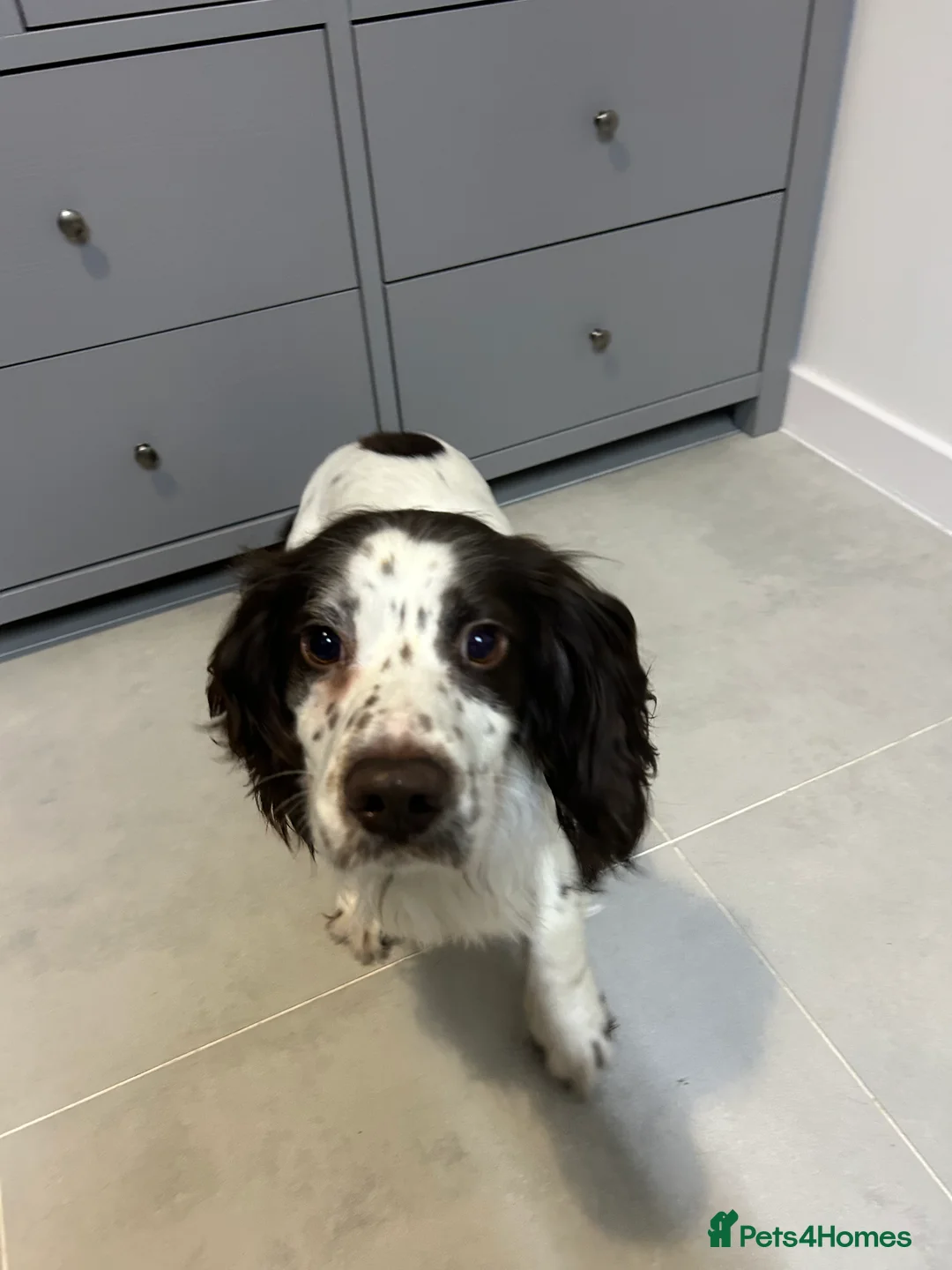 Cocker Spaniel dogs for sale: Cooki – 1.5 Year Old Male Cocker Spaniel in Burton-on-Trent - Advert 2