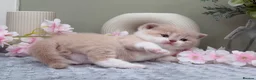 British Shorthair cats for sale: Stunning British Shorthair kittens  - Advert 23