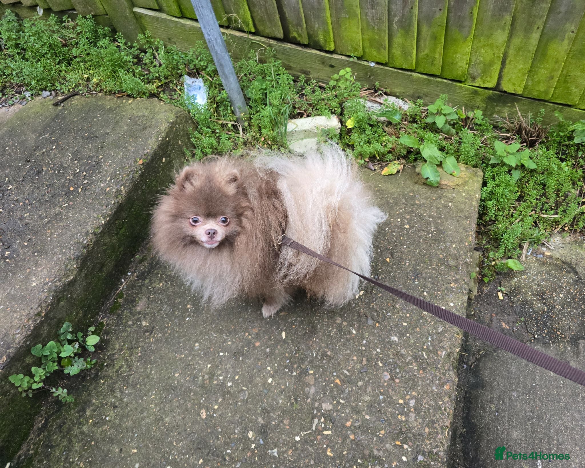Pomeranian dogs Royal Kennel Club registered lavender lilac male - Advert 14