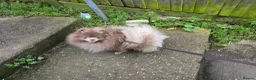 Pomeranian dogs for sale: Royal Kennel Club registered lavender lilac male in Maidstone - Advert 6