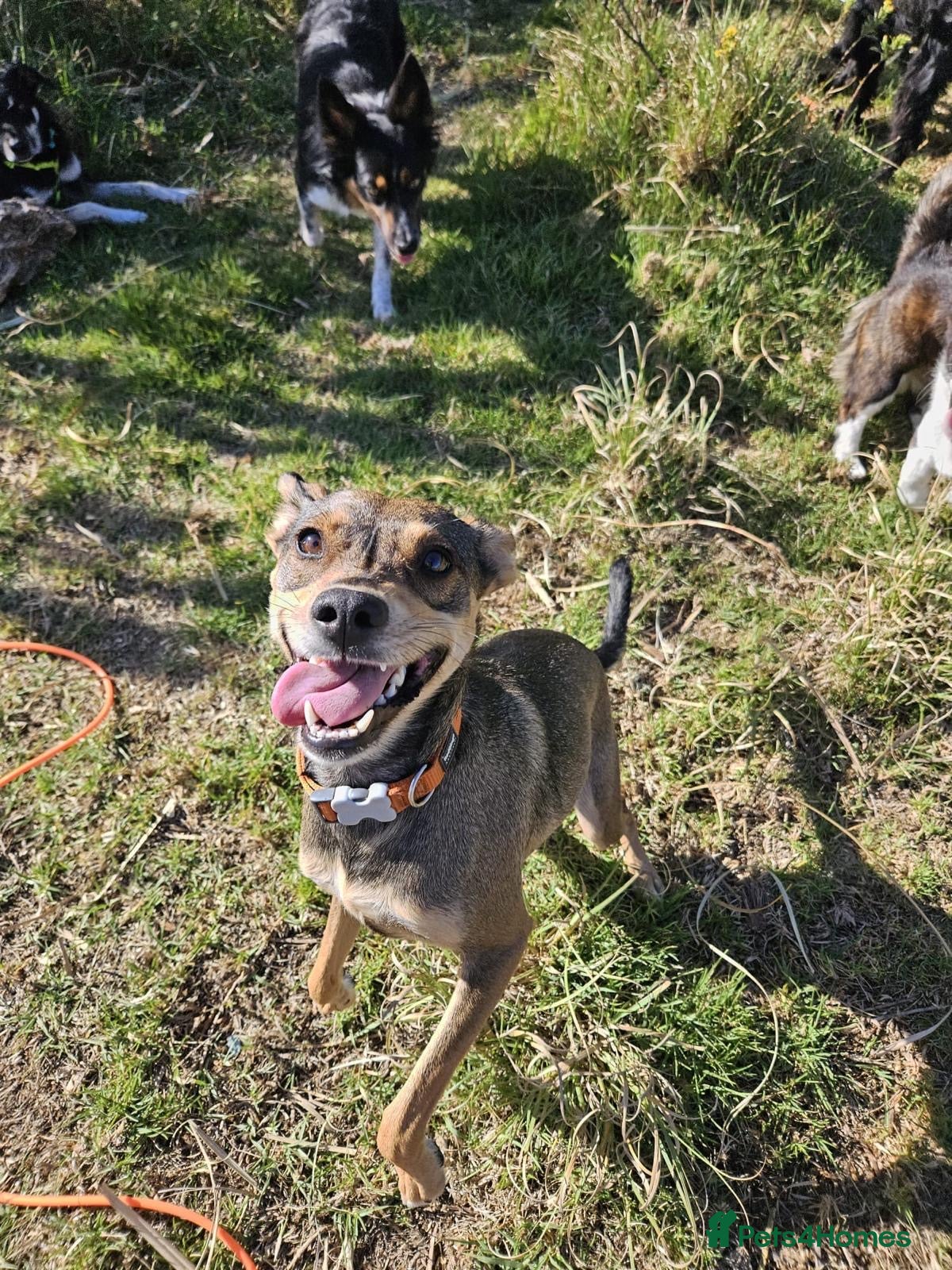 Mixed Breed dogs for sale: Tella  - Advert 1