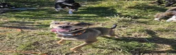 Mixed Breed dogs for sale: Tella  - Advert 1