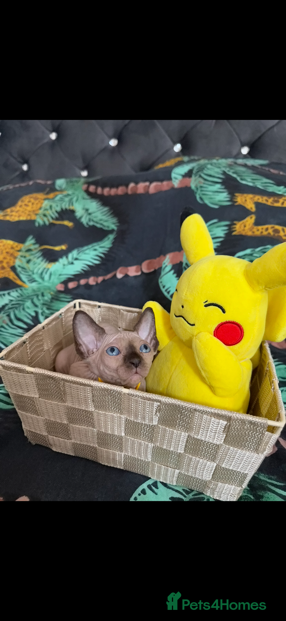 Sphynx cats for sale: Bald, bold elf blue eyes kittens  - Image 19