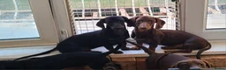 Dachshund dogs for sale: Gorgeous Dachshunds - Advert 2