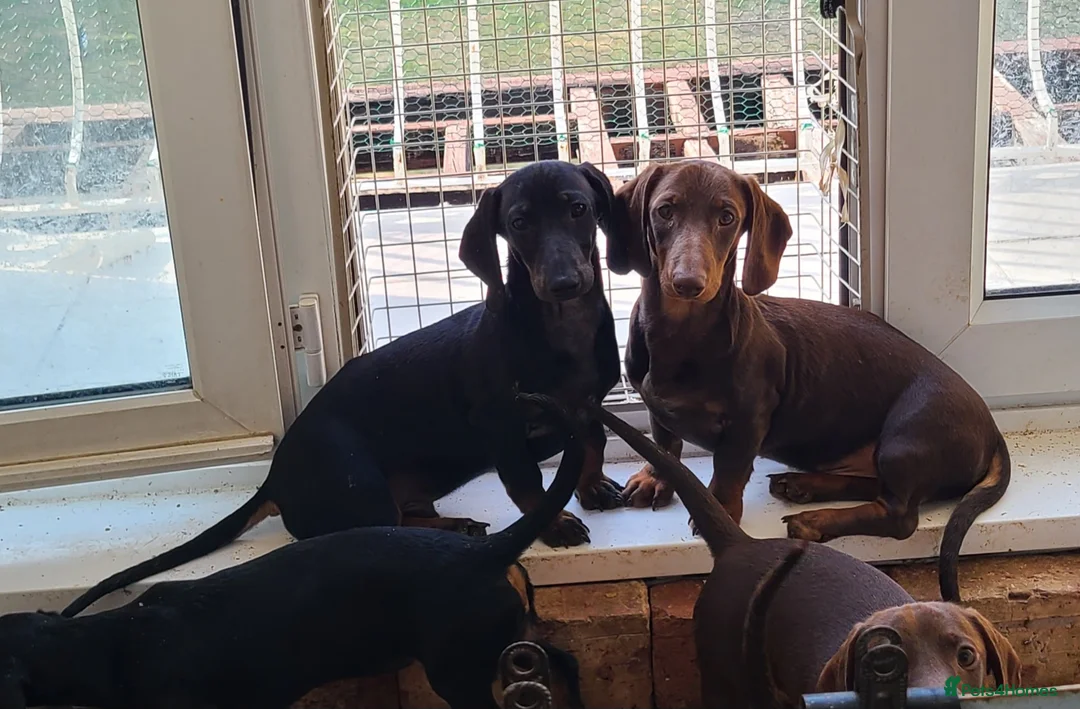 Dachshund dogs for sale: Gorgeous Dachshunds - Advert 2