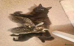 York Chocolate cats for sale: York chocolate x American shorthair - Image 2