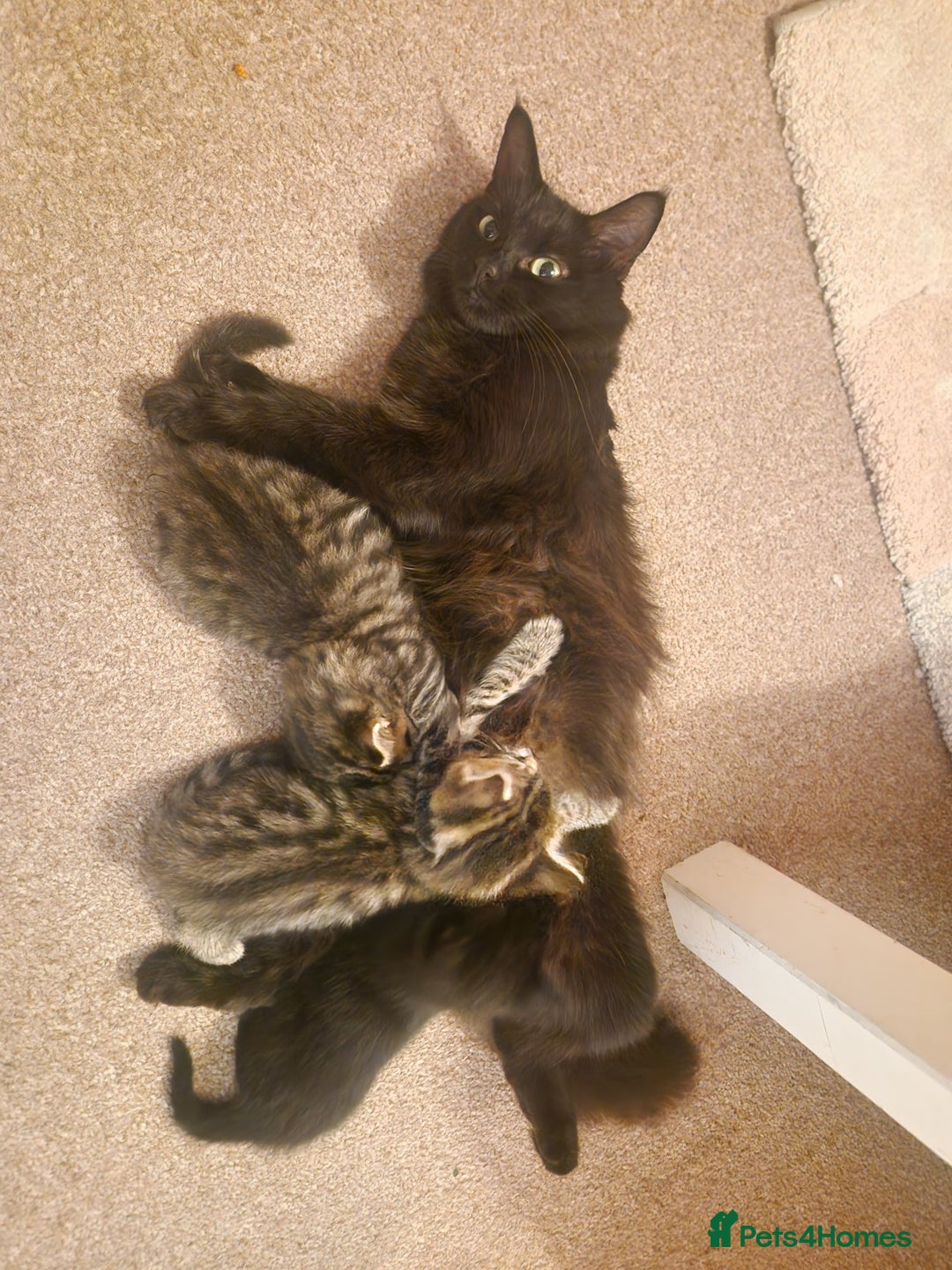 York Chocolate cats for sale: York chocolate x American shorthair - Image 2