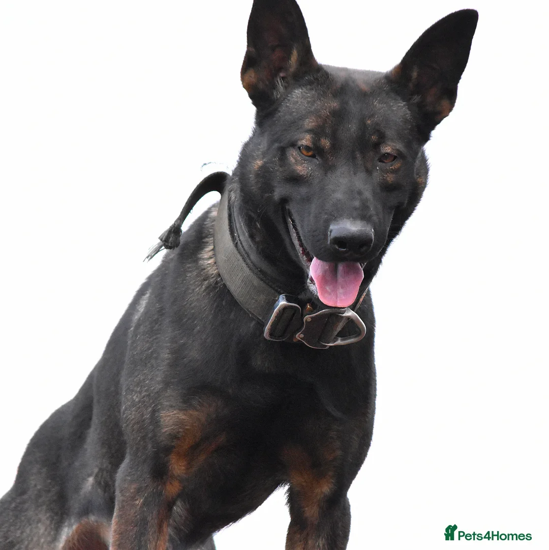 Mixed Breed dogs for sale: GSD × Dutch Herder – Top European Working Lines - Advert 21