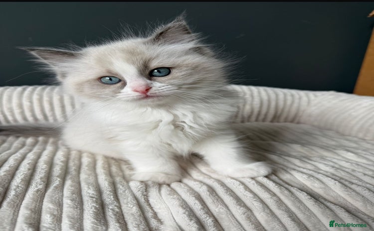 Ragdoll cats - Advert 2