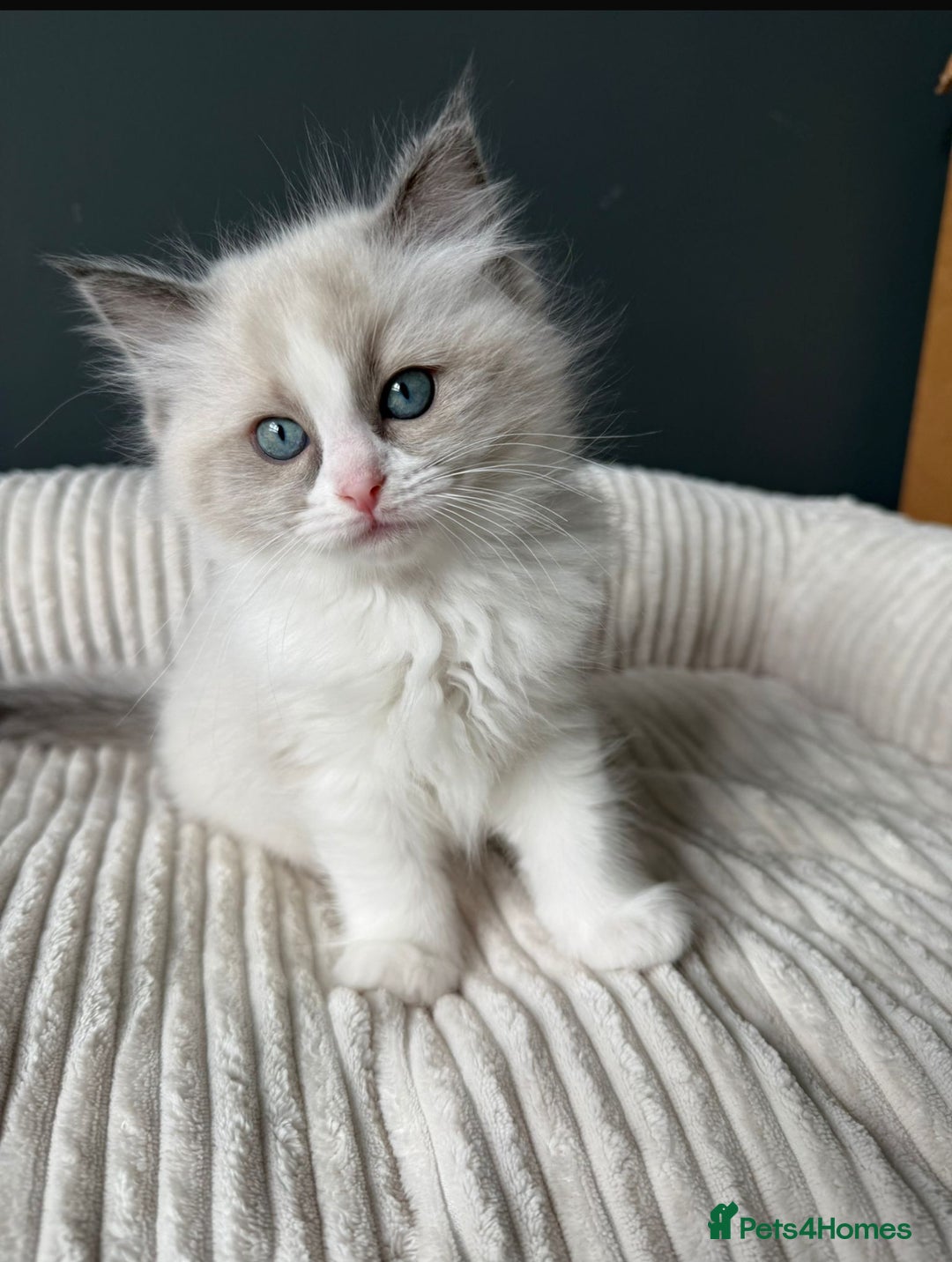 Ragdoll cats for sale: Ready To Leave Gorgeous Male  - Image 3