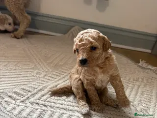 Poochon dogs Adorable F2 Poochon Puppies for Sale 🐶 - Advert 1