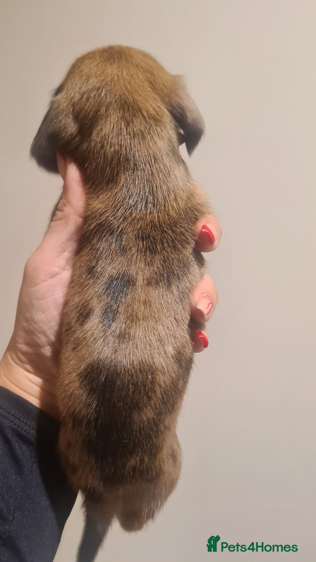 Miniature Dachshund dogs for sale: Beautiful bundle of boy mini daxies  - Advert 6