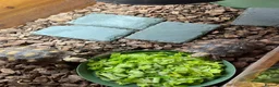 Tortoise reptiles for sale: Sulcata tortoise x2 with full set up - Advert 6