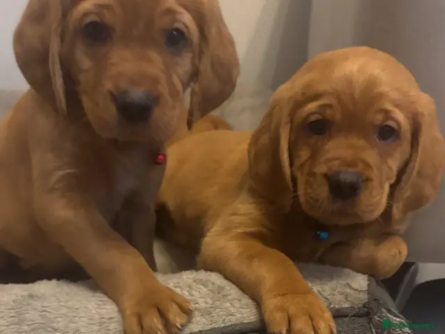 Cockerdor dogs Cockerdor puppies - Advert 14
